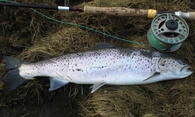 Orkney Sea Trout